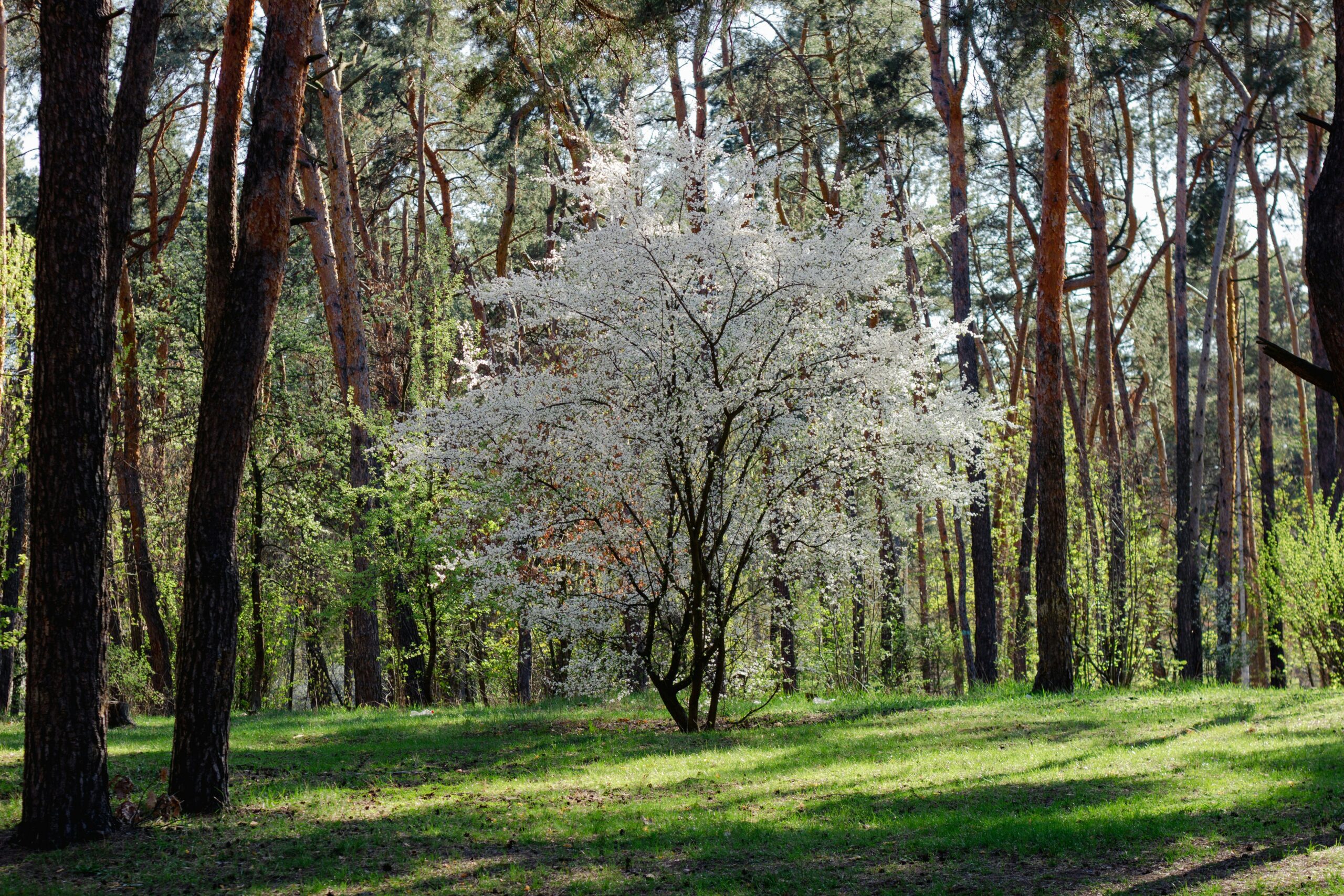 a white tree in the middle of a forest